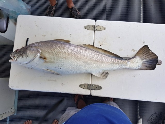 Species of Fish We Catch