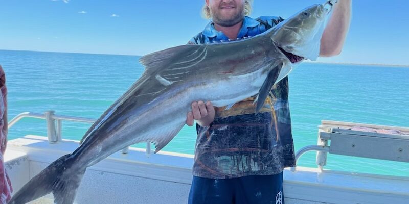 cobia